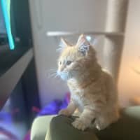 Photo of Princess Peach   Located In Kensington