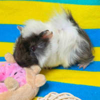 Photo of Rufus & Ringo