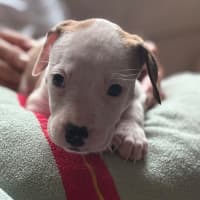 Photo of Cookie