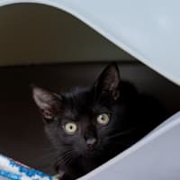 Photo of Misty