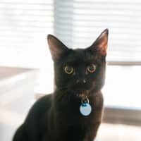 Photo of Percy