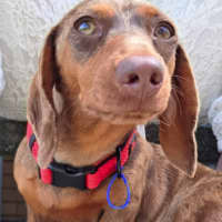 Photo of Rune   7 Month Old Dachshund