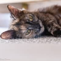 Photo of Roxie