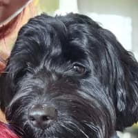 Photo of Maclarey