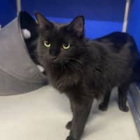 Photo of Shadow
