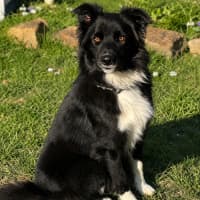 Photo of Zorro