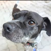 Photo of Puggles   6 Year Old Cattle X Pug