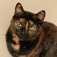 Photo of Tilly