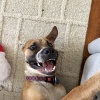 Photo of Ranger