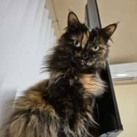 Photo of Jinx