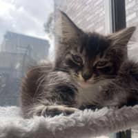 Photo of Furr Kenstein