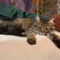 Photo of Marshmellow 