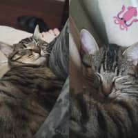 Photo of Cleo   In Foster In Melbourne