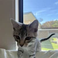Photo of Rambo