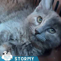 Photo of Stormy