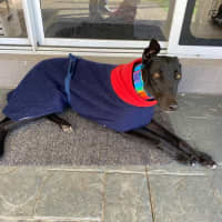 Photo of Georgia The Greyhound 