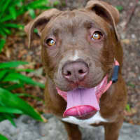 Photo of Butterscotch