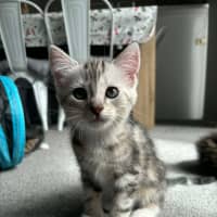 Photo of Cleo Meet Me@Petstock Carrum Downs Store