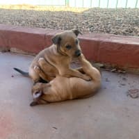 Photo of Meatball