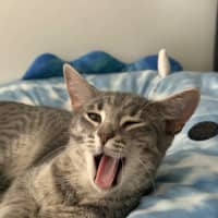 Photo of Raven **2nd Chance Cat Rescue**