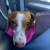 Photo of Coco