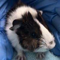 Photo of Peanut (Bonded To Chestnut And Walnut)