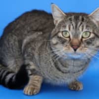 Photo of Zorro   Available At Pet Quarters Tuggerah