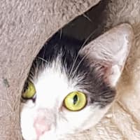 Photo of June   Now At Pet Quarters Broadmeadow 