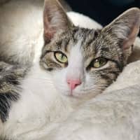 Photo of Gracie