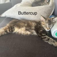 Photo of Buttercup Meetme@Hastings Petstock Store 