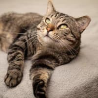 Photo of Vincent
