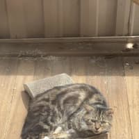 Photo of Bartholomew Ragamuffin