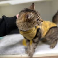 Photo of 🍯 Mabel 6609 🍯