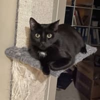 Photo of Aglaea Nova