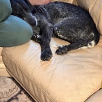 Photo of Koda