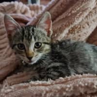 Photo of Tilly (Was Petal)