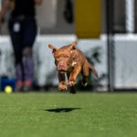 Photo of Henry Imp 02