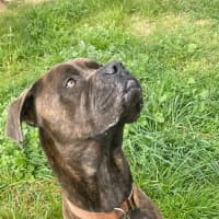 Photo of Bruno