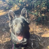 Photo of Bear