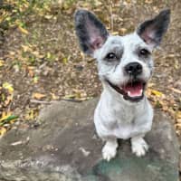 Photo of Moppy