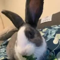 Photo of Clover & Connie