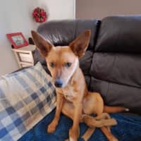 Photo of Pep (Aka) Pepper