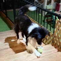 Photo of Harvey   7 Year Old Border Collie X Sheltie