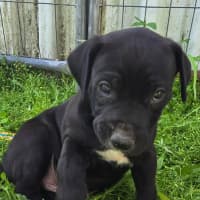 Photo of Bosley   7 Week Old Bull Arab X(trial 22/11)