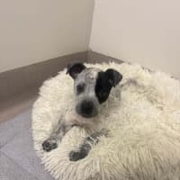 Photo of Dixie