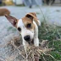 Photo of Honey (P13)