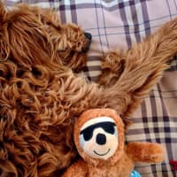 Photo of Murphy  Groodle