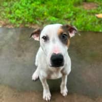 Photo of Harley