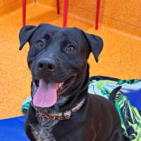 Photo of Buster