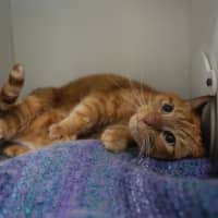 Photo of Dottie